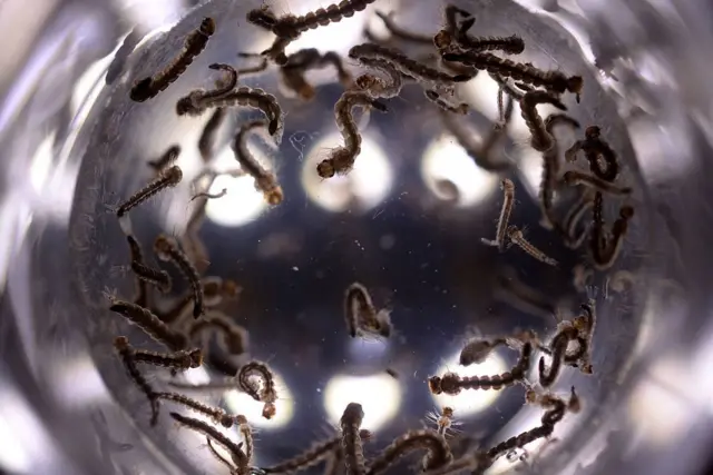 ஸிகா நோய் தொற்றிய கர்ப்பிணிக்கு ஜெய்ப்பூரில் பிரசவம்,