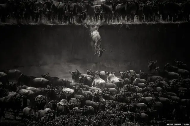 NICOLE CAMBRE / TPOTY