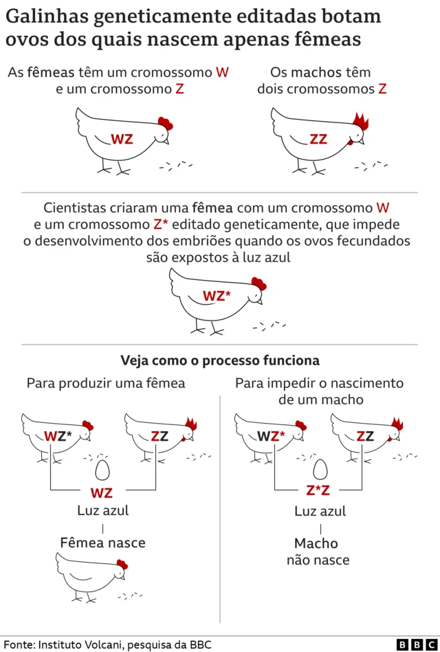Infográfico mostra como as galinhas são editadas geneticamente
