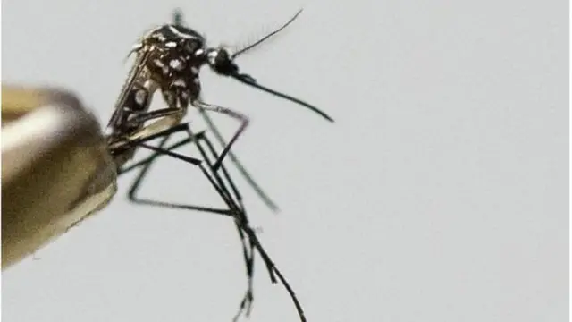 অন্য সময়ের তুলনায় কিছুটা কম পরিমাণে হলেও শীতেও জন্মায় এডিস মশা