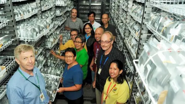 Banco de genes del IRRI con bolsas que contienen variedades de arroz y expertos que trabajan en ese centro
