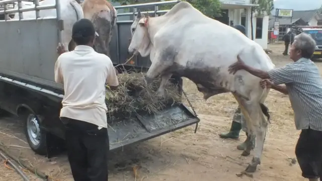 covid-19, idul adha, hewan kurban, Pedagang sapi di Pasar Ambarawa