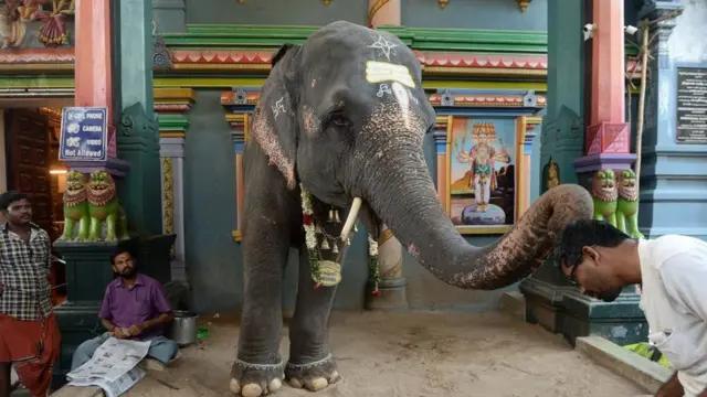 मंदिर में हाथी