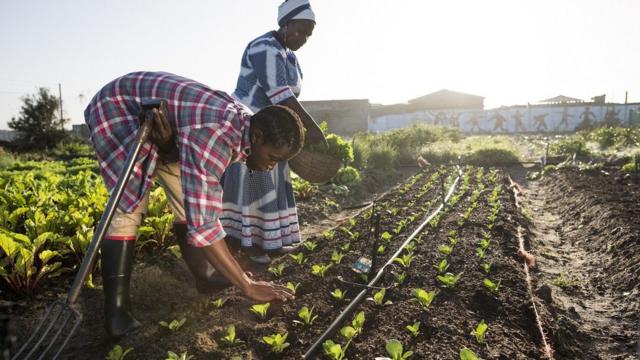 Two women farming in Africa