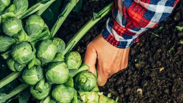 Брюссельская капуста.