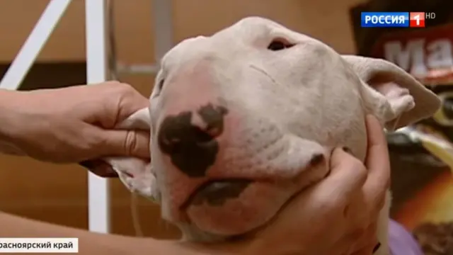 Thor, cachorro da raça Bull terrier que sobreviveu três semanas perdidoestrela bet quanto pode sacarfloresta com o dono, na Sibéria