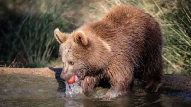 افغانستان او پاکستان کې تورې او نصواري یږې پیدا کېږي.