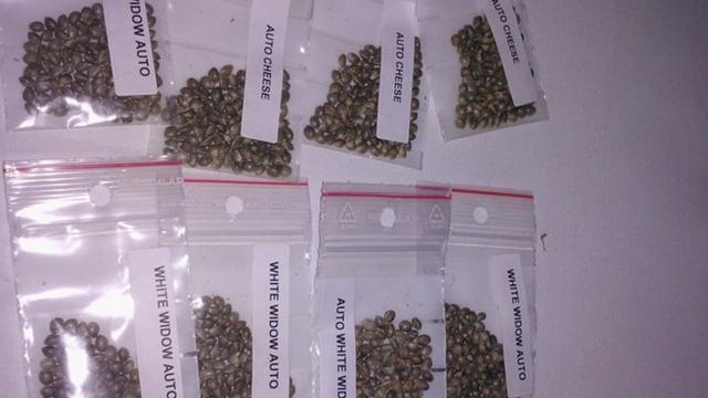 Sementesbanca de apostas futebolmaconha