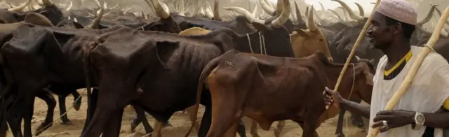 Zebus cattle search for pasture on May 29, 2010.