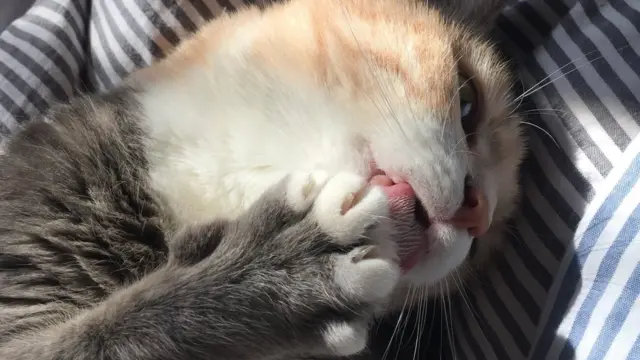 Почему в США кошкам удаляют когти, а в Европе - нет, и нужно ли ...