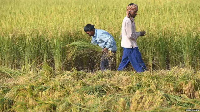 किसान, नरेंद्र मोदी, भारत कृषि