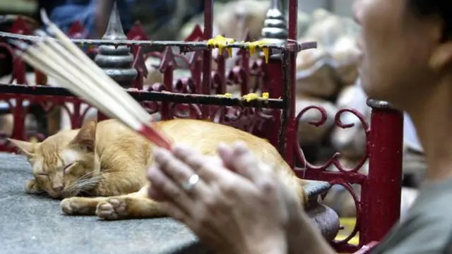 แมวเร่ร่อน