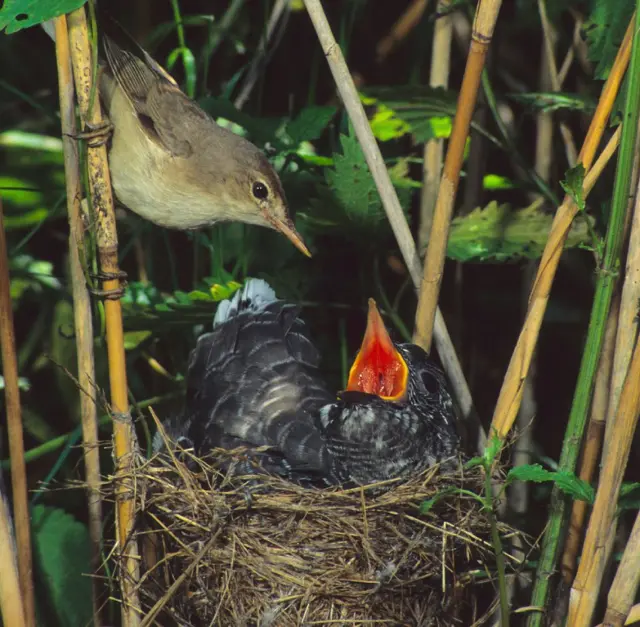 Cuco común (Cuculus canorus) alimentado por Carricero Común Euroasiático