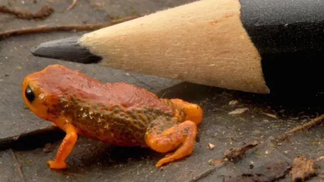 sapinho da montanha coloratus