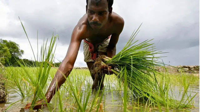 খরার কারণে ব্যাহত হচ্ছে রোপা আমন ধান রোপন।
