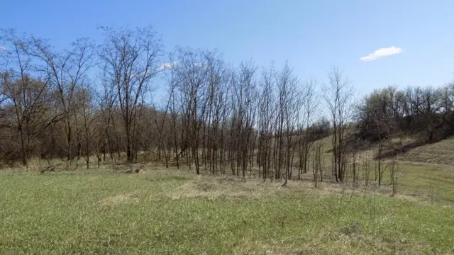 Битва за ліси Приазов'я: чому зникають лісосмуги на Донеччині