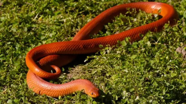 রেড কোরাল কুকরি সাপ