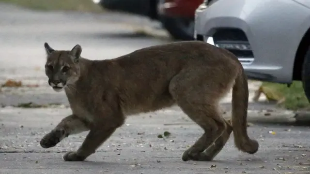 Sauvetage une Americaine combat l animal qui attaque son fils BBC News Afrique