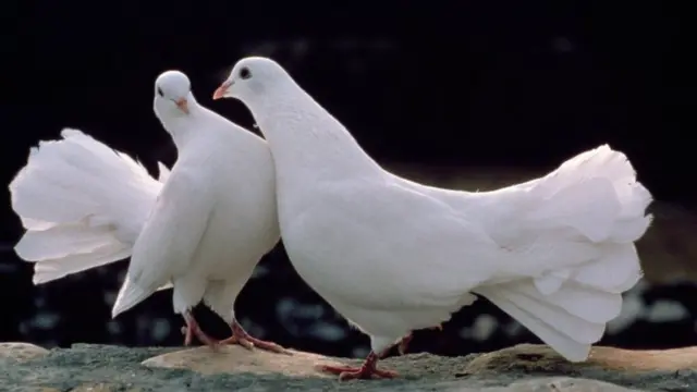 వాలైంటైన్స్ డే