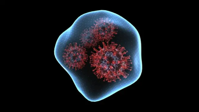 கொரோனா வைரஸ் கோப்புப் படம்