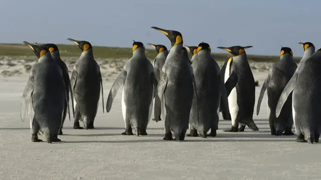 Pingüinos en las Malvinas/Falklands.