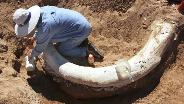 Mamut dişi