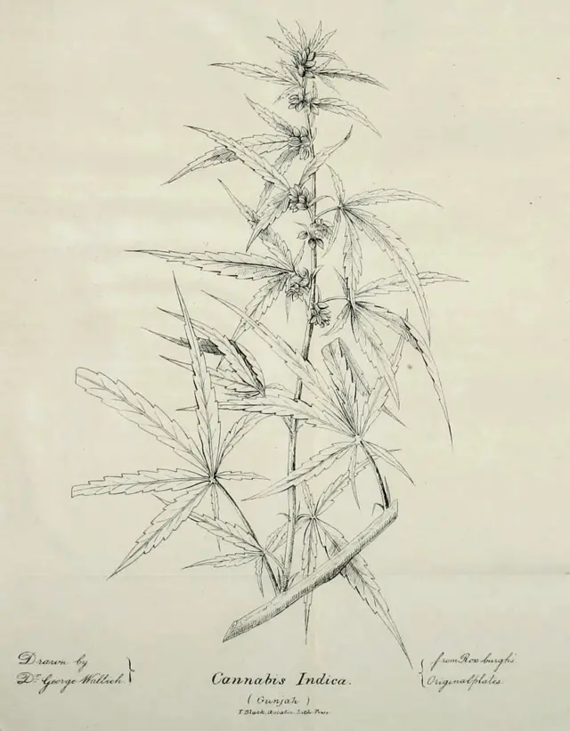 Ilustraçãocasa de apostas sem valor minimouna plantacasa de apostas sem valor minimoCannabis Indica, que aparece no artigocasa de apostas sem valor minimoO'Shaughnessy,casa de apostas sem valor minimo1839 (imagemcasa de apostas sem valor minimodomínio público)