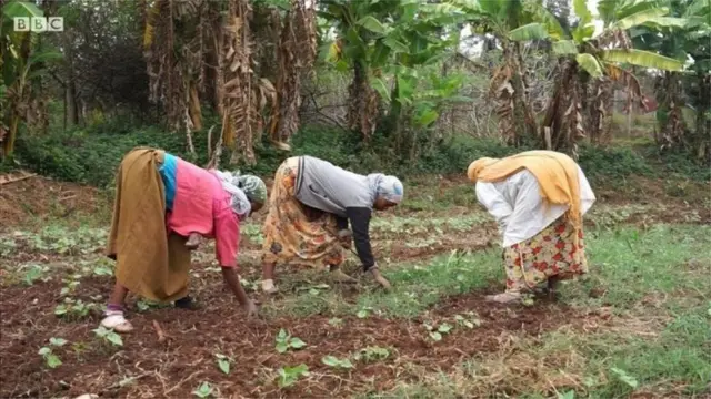 ተክሎቻቸውን የሚያርሙ ሴቶች