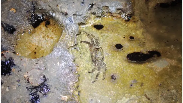 مبارک ولیج کے روکی شور اور سینڈی شور پر جو جانور ملتے ہیں جنہیں بینتھک اینمیل کہتے ہیں وہ کافی تعداد میں مرچکے ہوں گے، جن میں کیکڑے ، کورال، اسپنج، ائیل اور دیگر چھوٹے اقسام کے جاندار شامل ہیں