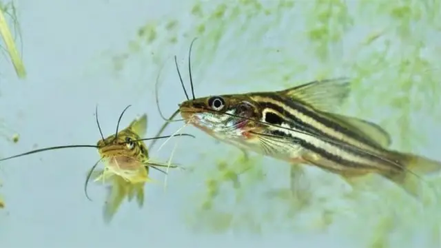 চাষের টেংরা মাছ চাহিদা আছে বাজারে