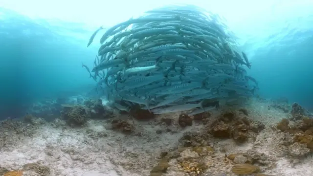 Peixes barracuda