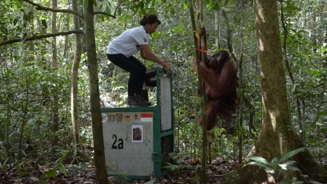 orangutan, indonesia