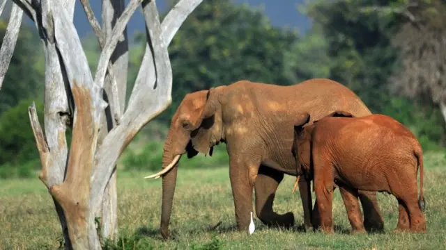 પ્રતીકાત્મક તસવીર