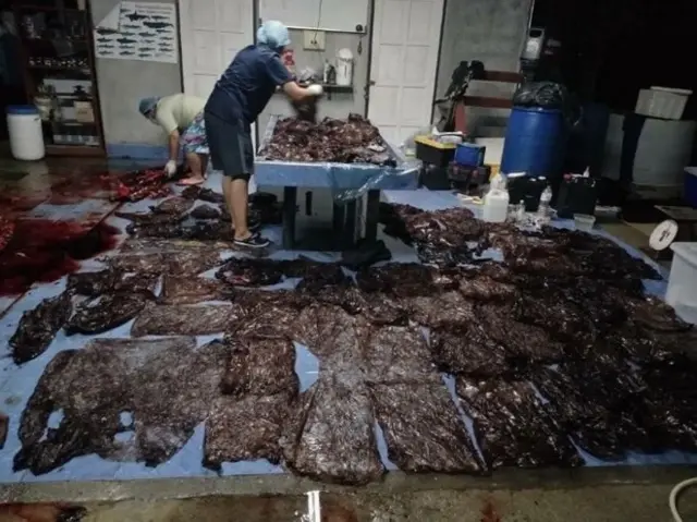 ซากพลาสติก