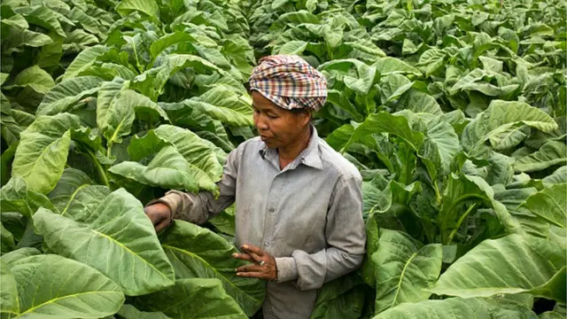 పొగాకు తోట