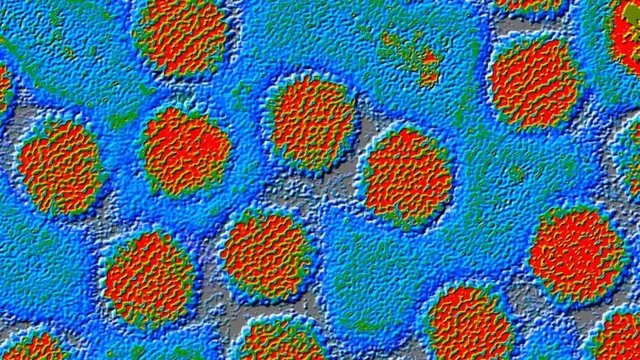 Vitamin C dozasını artırmaq soyuqdəyməyə kömək etmir