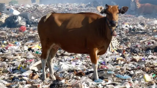 బయో వ్యర్థాలు