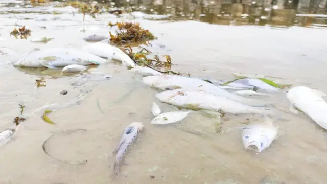 மன்னார் வளைகுடா