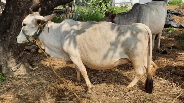 పుంగనూరు ఆవులు పొట్టి, ముద్దుగా చూడగానే ఆకర్షిస్తాయి