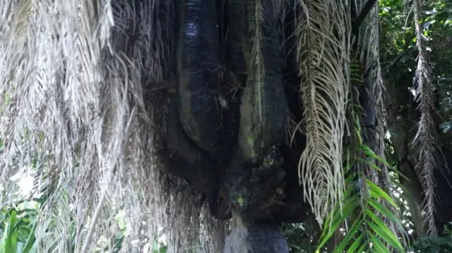 Igi ọpẹ olori mejilelogoji