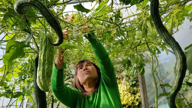 พีรญา ฮิลล์