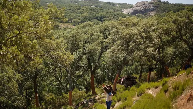 Эмен дарактары