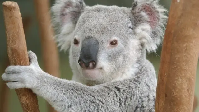 Koala u Taronga zoološkom vrtu u Sidneju u Australiji