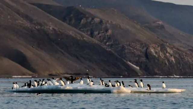 Остров Врангеля