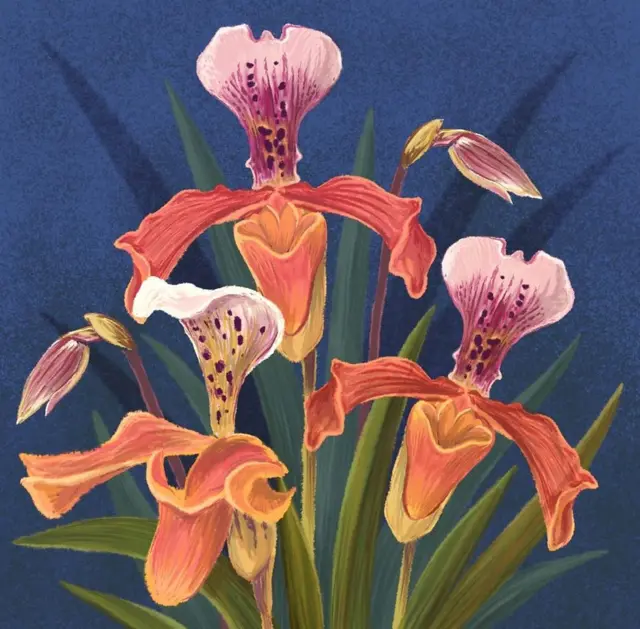 ارکیدهٔ گراتیکس