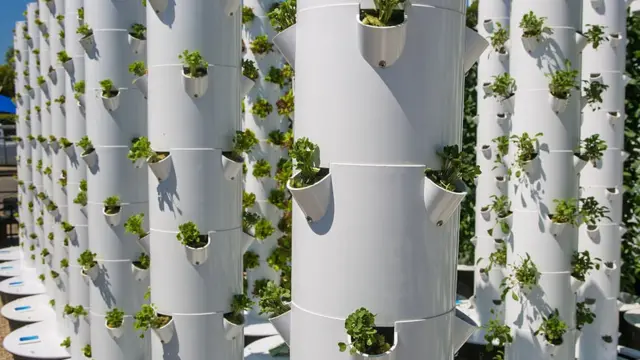 Lechugas cultivadas en vertical