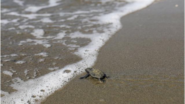 海龟一般会在成年后回到出生地产卵。