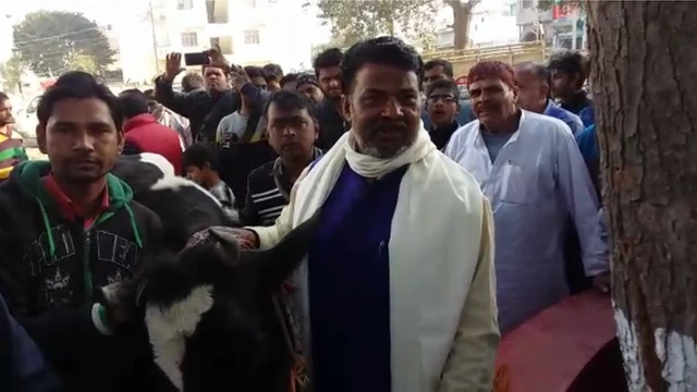 ভারত, গরু