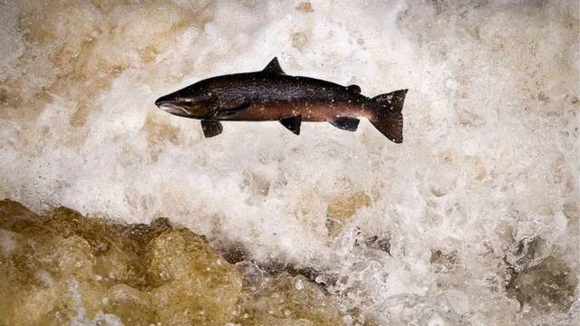 Um salmão nadando rio acima