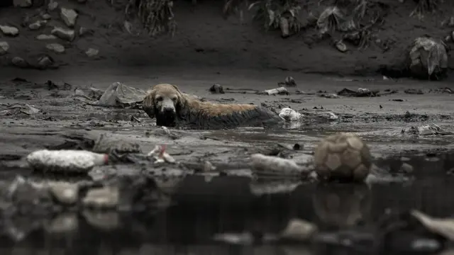 Cachorrocomo acertar numeros da lotofacilrio poluído brasileiro